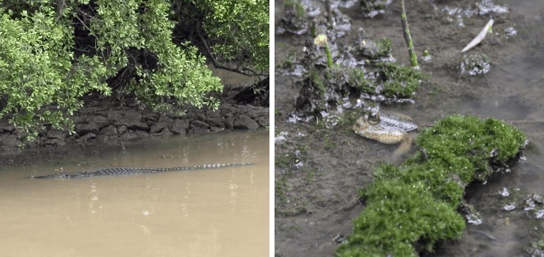 スンガイ・ブロー湿地保護区にいるワニとハゼ