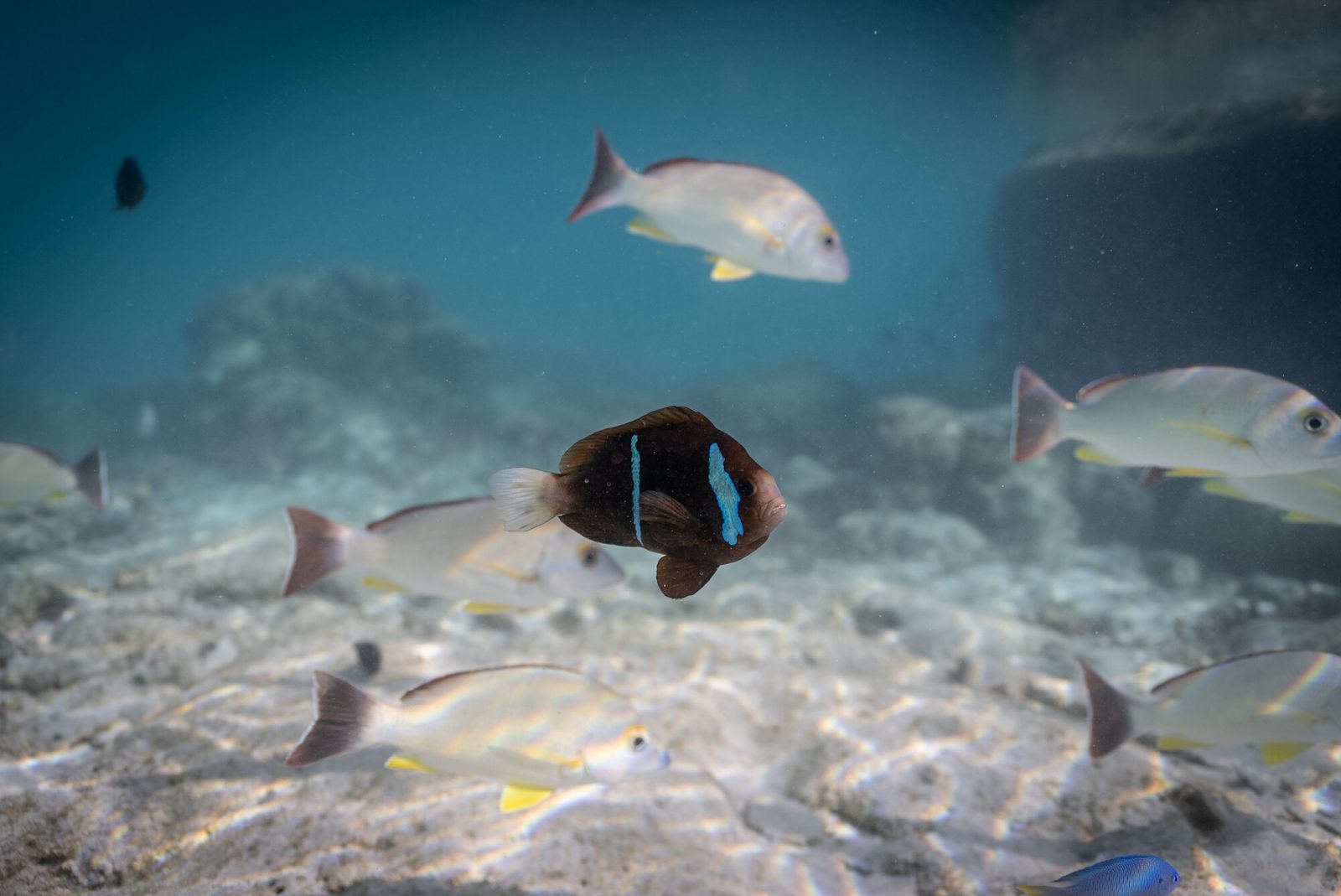 海底近くを泳ぐ魚の群れ
