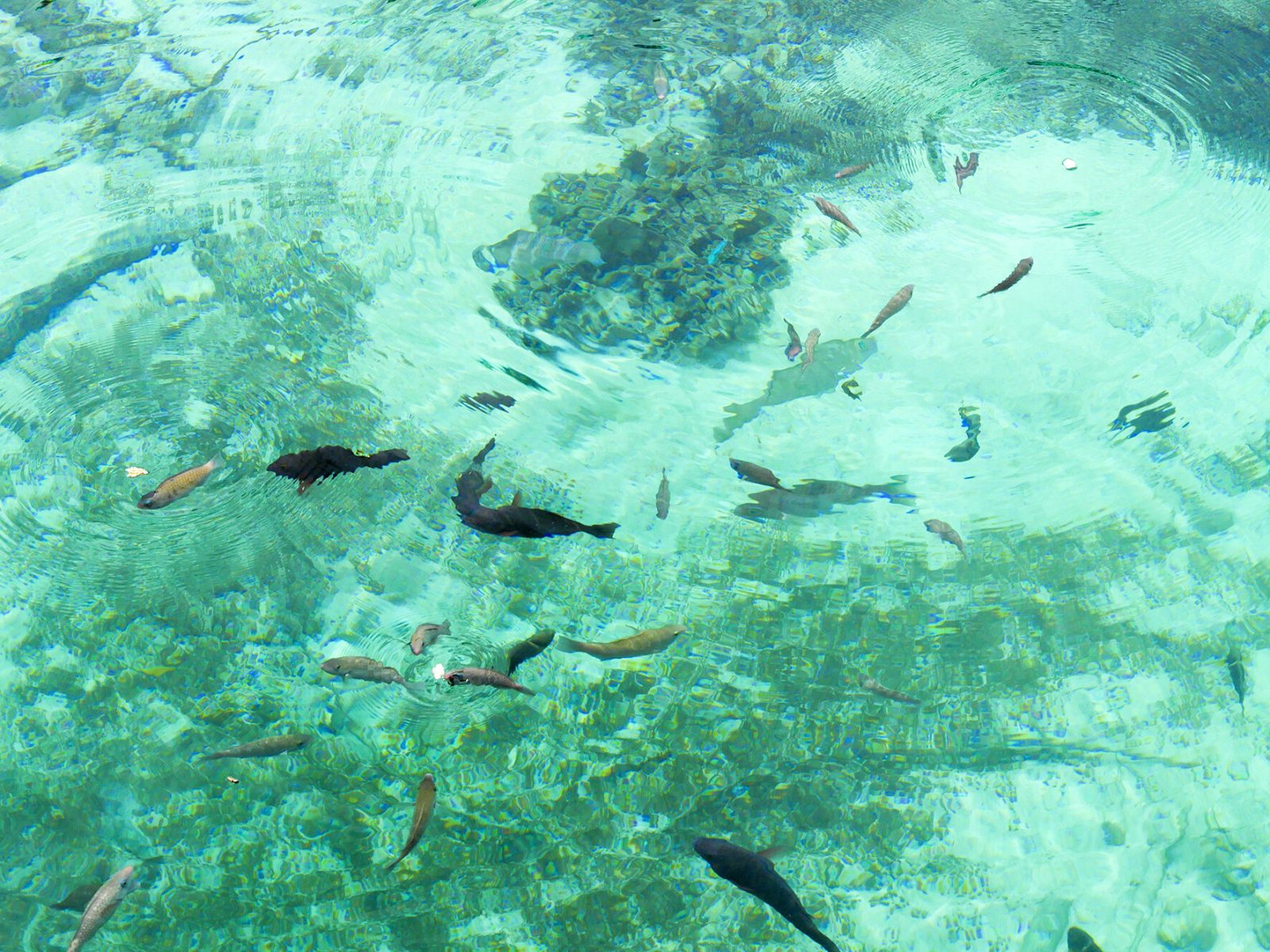 「天然の水族館」の透き通った海中を泳ぐ魚たち