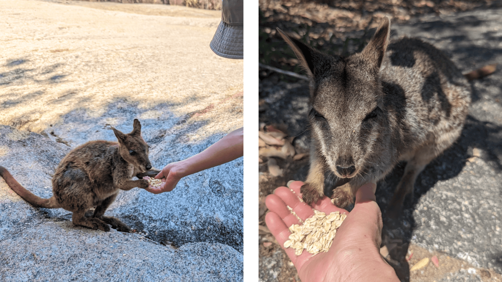 グラニット・ゴージ自然公園で、野生のロックワラビーを餌付け
