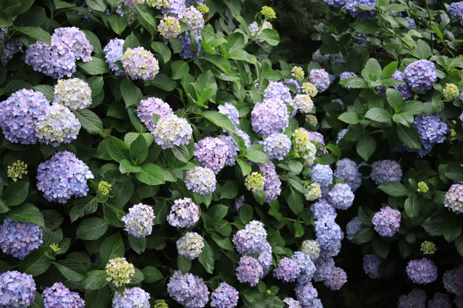 高幡不動尊の紫陽花