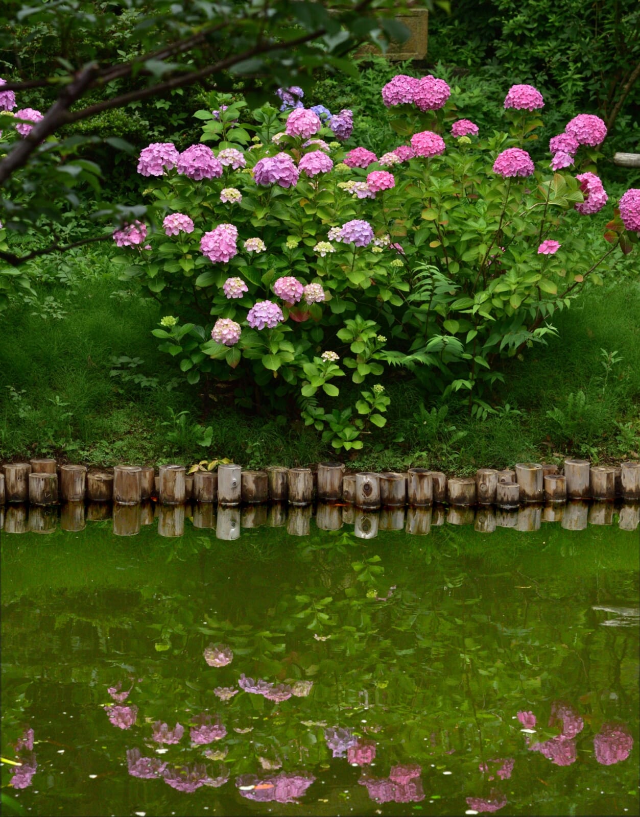 水面に映る紫陽花