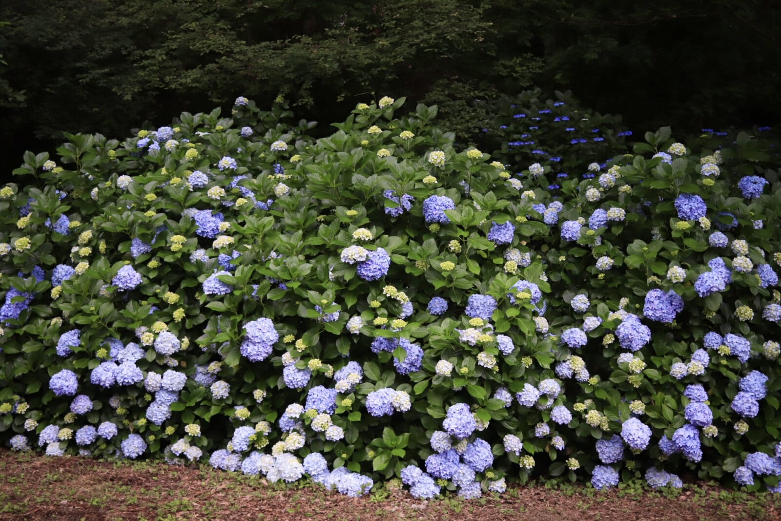 紫陽花の咲く風景