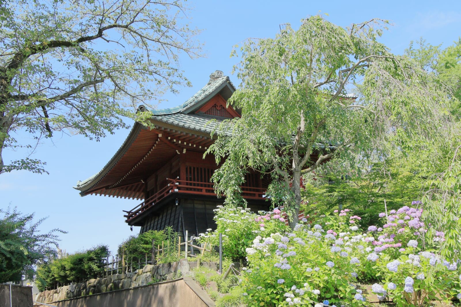 鍾楼と満開の紫陽花