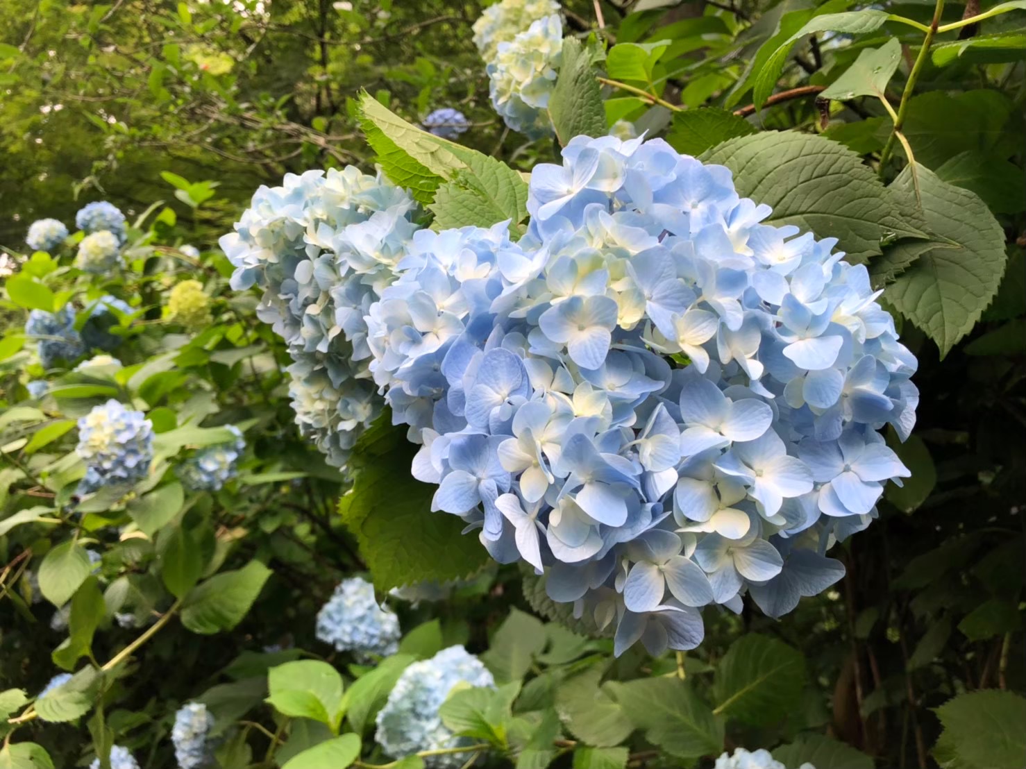紫陽花のアップ