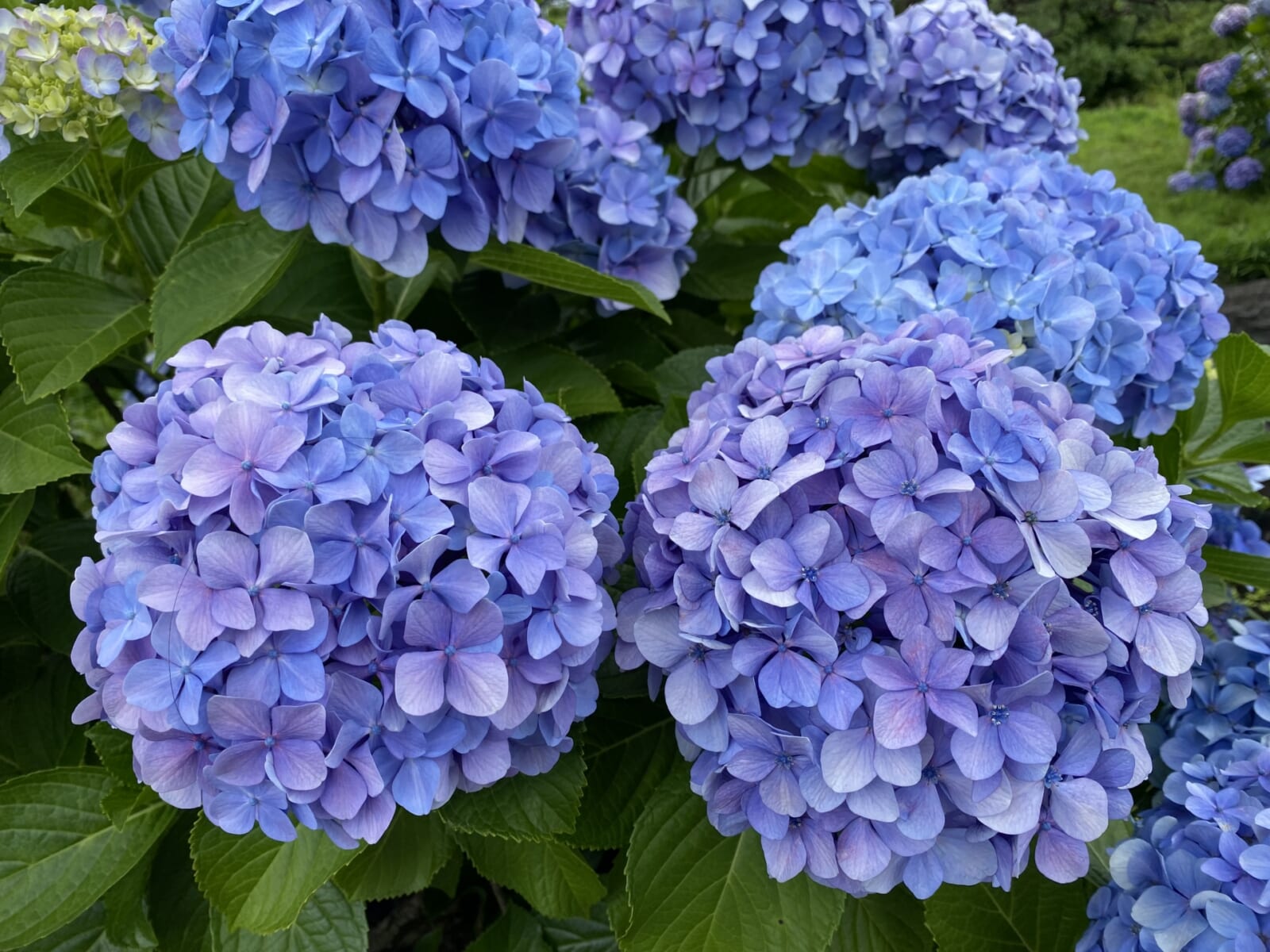 清澄庭園の紫陽花