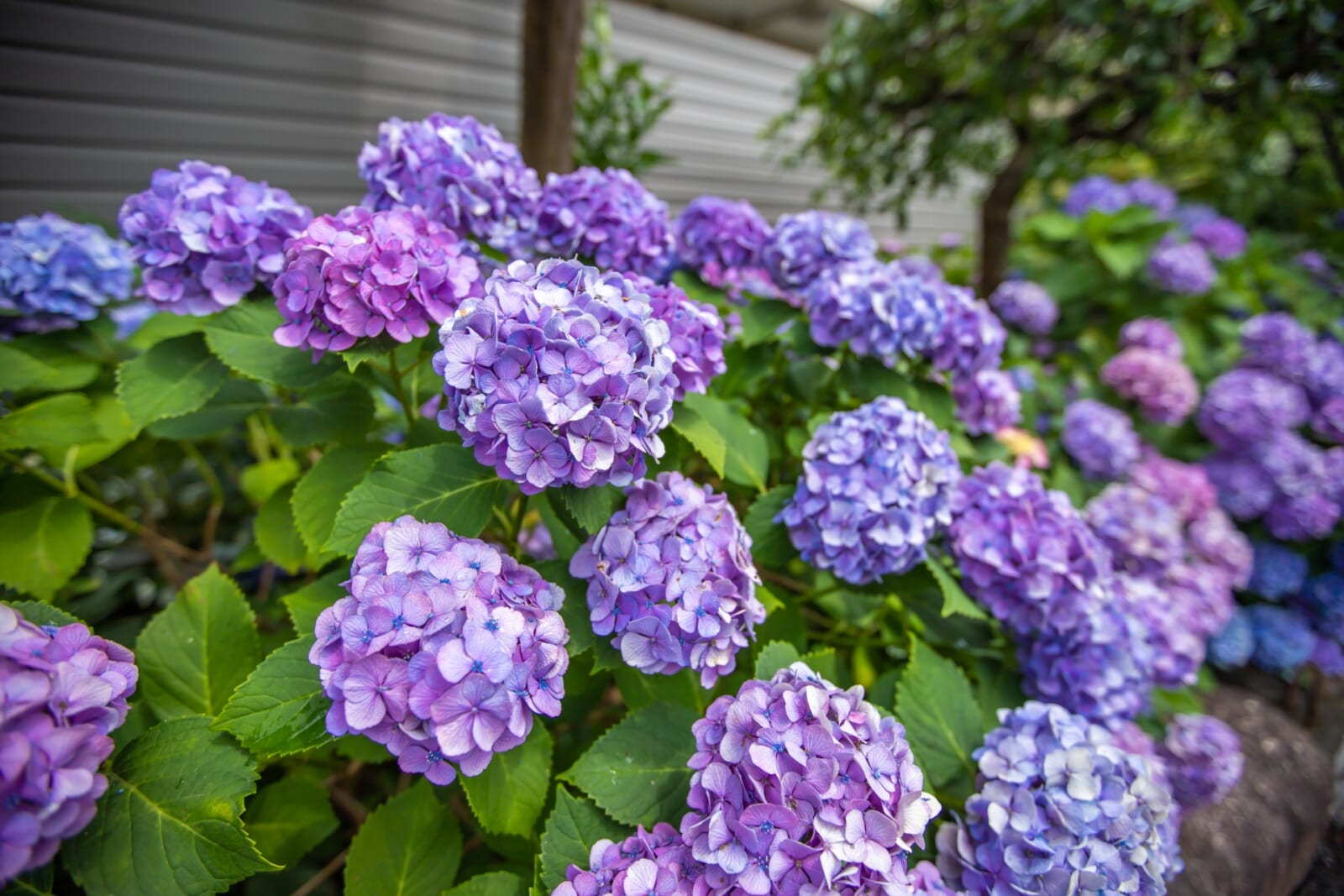 白山神社の紫陽花