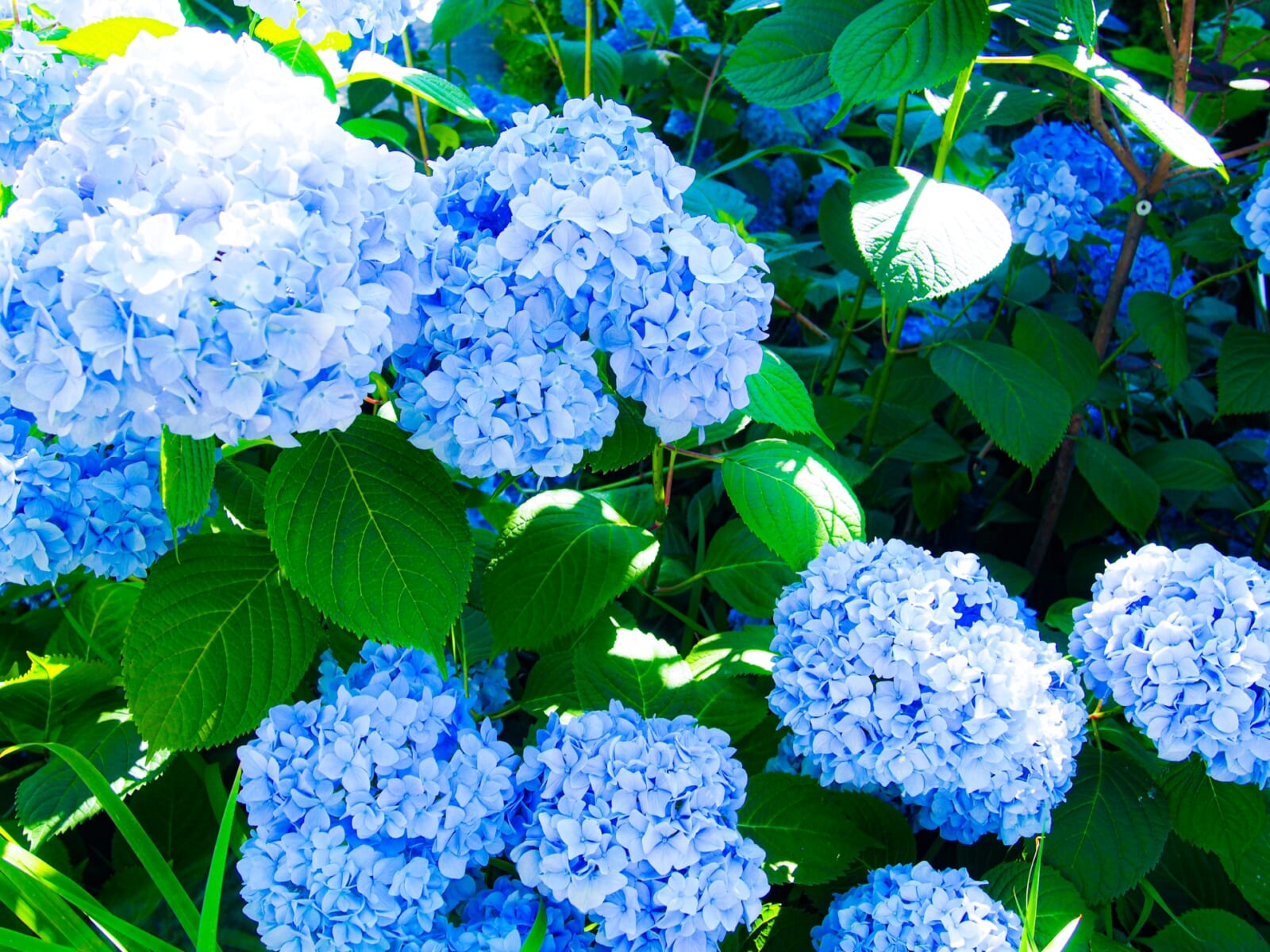 ブルー色の紫陽花
