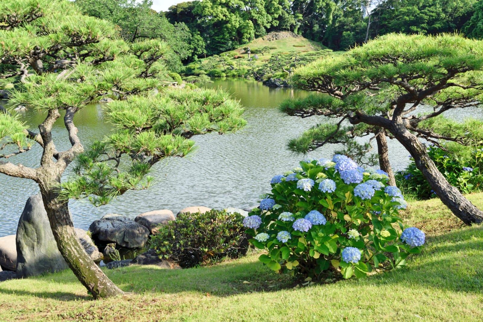 清澄庭園の松と紫陽花