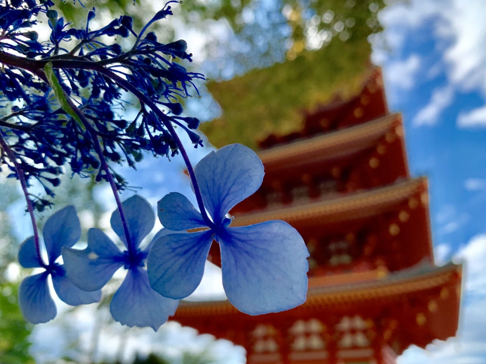 高幡不動尊の紫陽花と五重塔