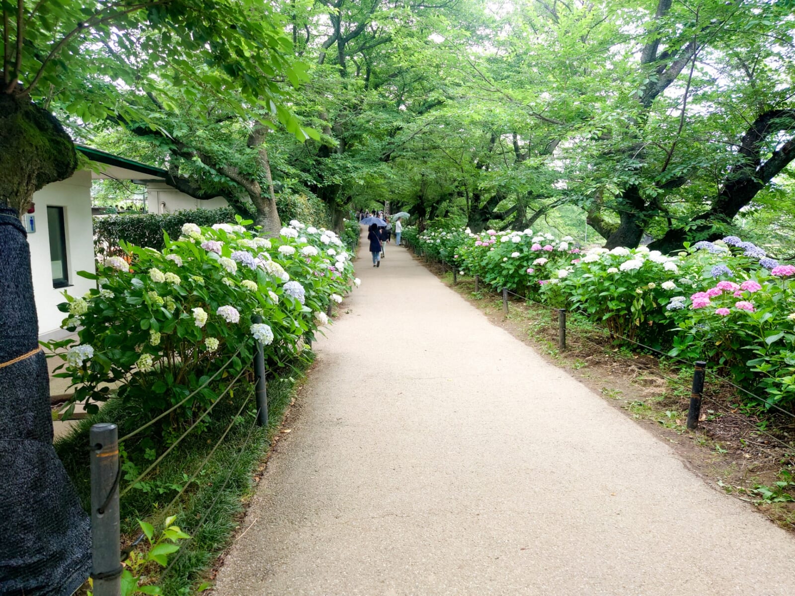 紫陽花の小道