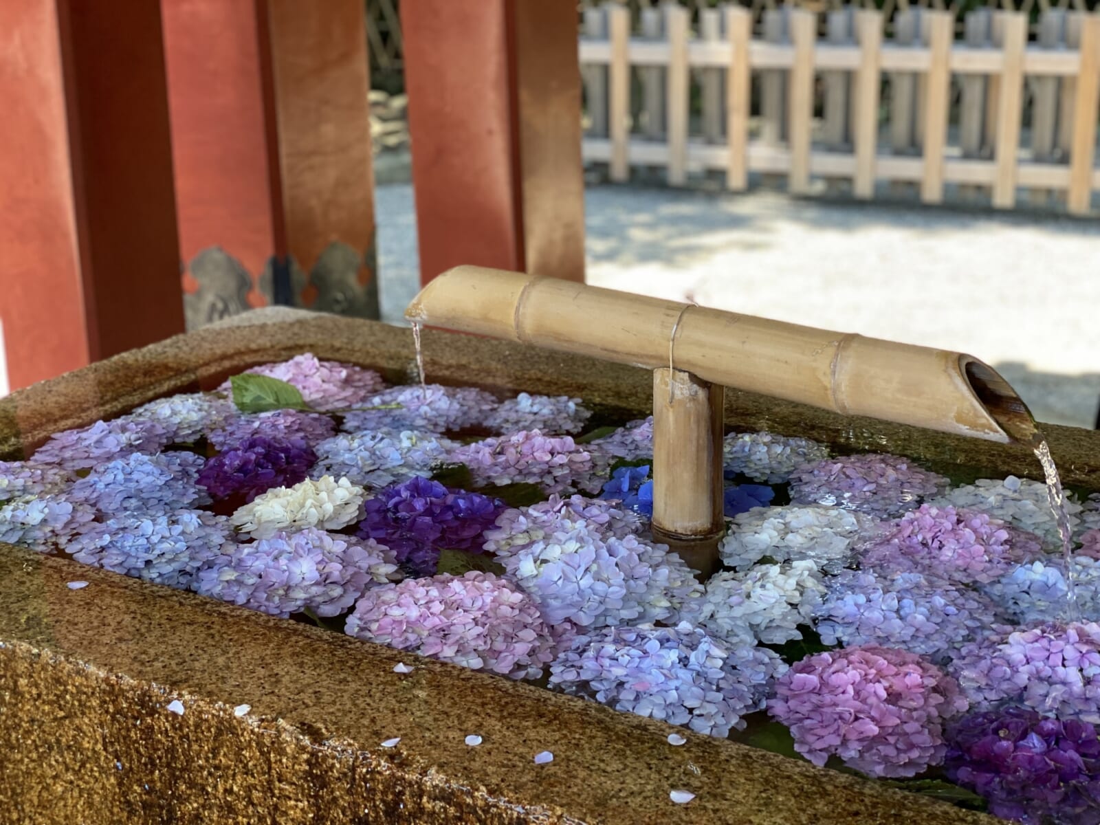 紫陽花の花手水