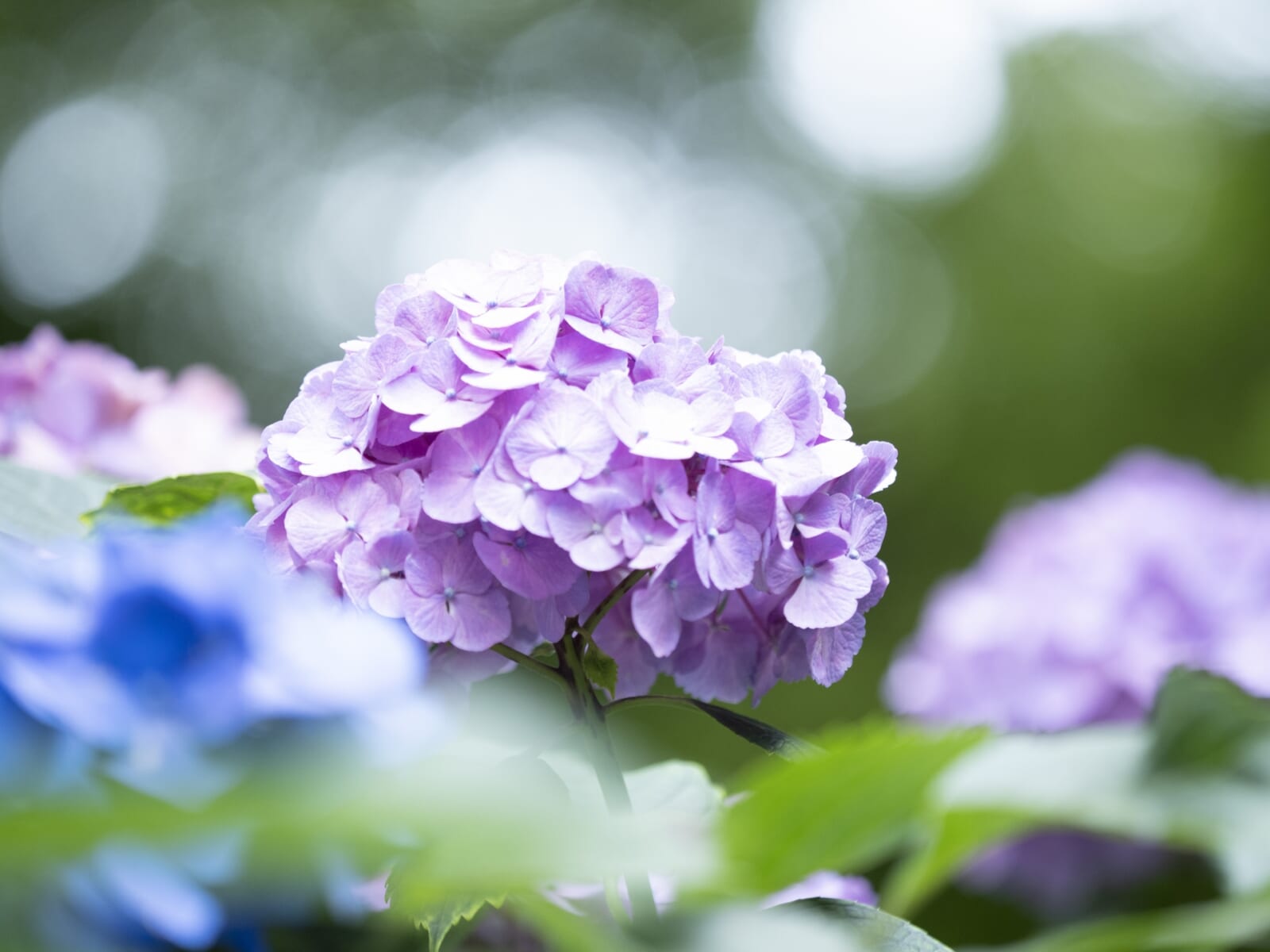 紫色のあじさいの花