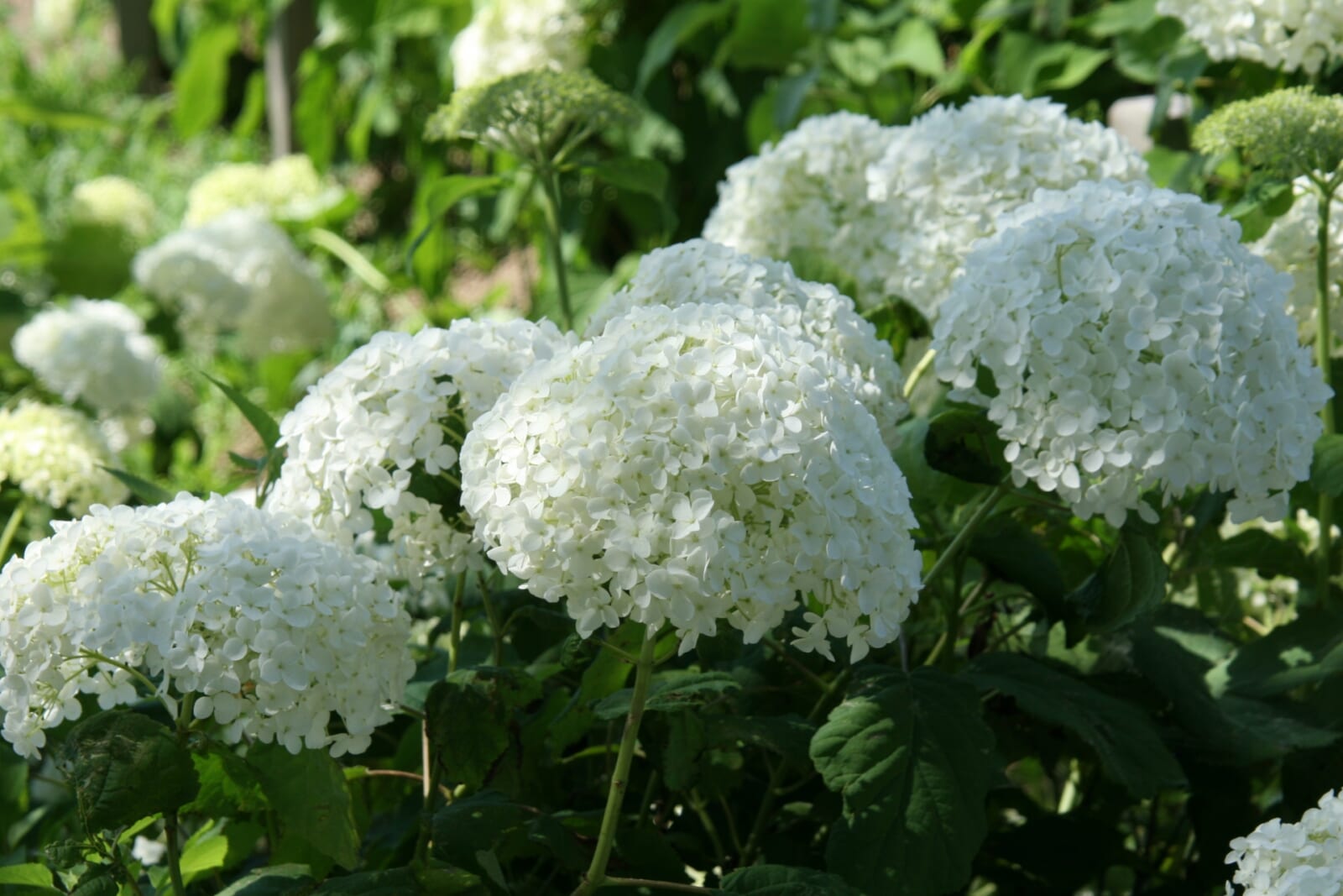 アナベル（紫陽花）