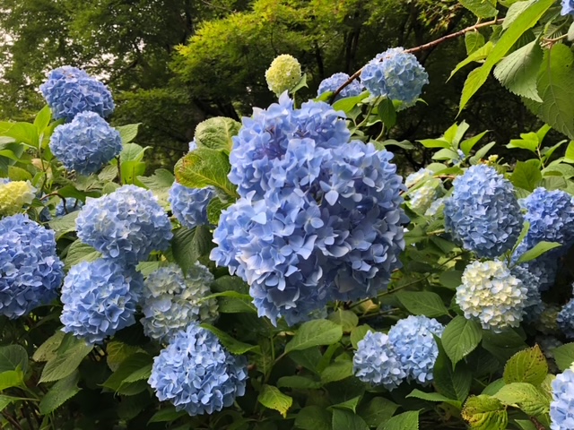 明月院の紫陽花