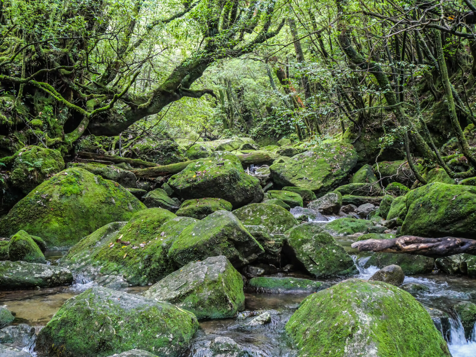 【鹿児島県】屋久島・白谷雲水峡