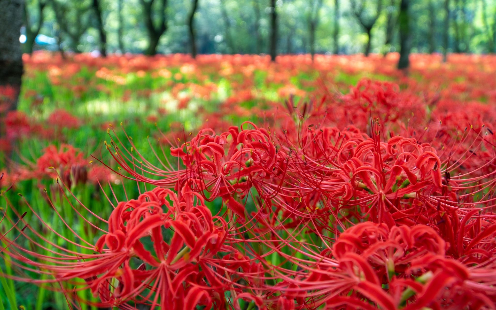 彼岸花が魅せる秋の絶景！ 国内旅行でおすすめの幻想スポット5選